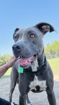 Rescue Pit Bull Terrier Dogs for Adoption in Saucier, Mississippi - Buck | PetCurious