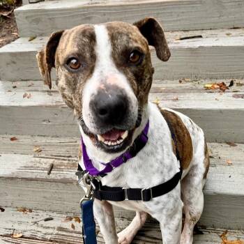 Terrier Dogs Available for Adoption - Rusty | PetCurious