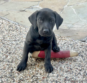 Rescue Labrador Retriever Dogs for Adoption in Broomfield, Colorado - Tebbutt / Midnight / Puck | PetCurious