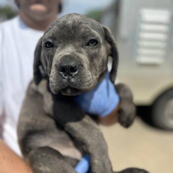 Cane Corso Dogs Available for Adoption in Columbia, South Carolina - John Cena | PetCurious