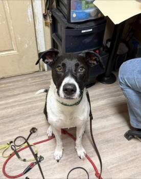 Lucy -  Labrador Retriever and Pointer Dog for Adoption in San Diego, California - Lucy | PetCurious
