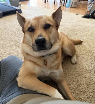 Roo -  Shepherd Dog for Adoption in Manhattan, Kansas - Roo | PetCurious