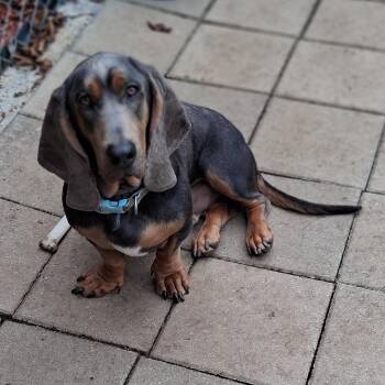 Monty -  Basset Hound Dog for Adoption in Farragut, Tennessee - Monty | PetCurious