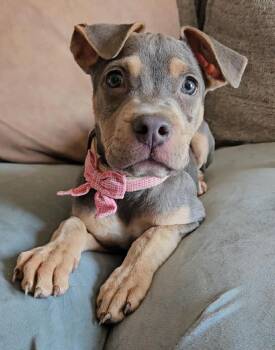 Pit Bull Terrier Dogs Available for Adoption - Paczki  | PetCurious