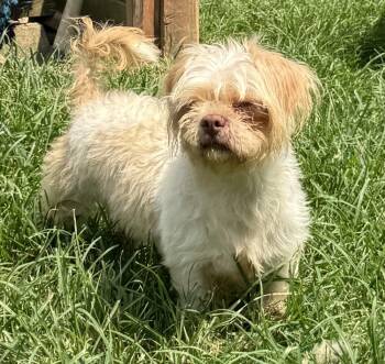 Bugg -  Shih Tzu Dog for Adoption in Horn Lake, Mississippi - Bugg | PetCurious