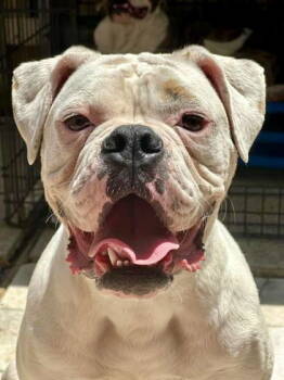 Rescue Boxer and American Bulldog Dogs for Adoption in Monticello, New York - Snowflake | PetCurious