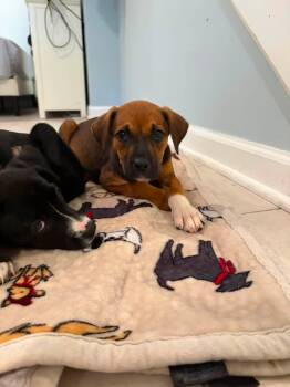 Cappuccino -  Mixed Breed Dog for Adoption in Riverdale, New Jersey - Cappuccino | PetCurious