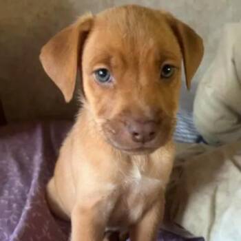 Romeo (available on 10/30) -  Labrador Retriever Dog for Adoption in Briarcliff Manor, New York - Romeo (available On 10/30) | PetCurious