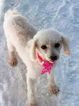 Bichon Frise Dogs Available for Adoption - Mabel | PetCurious