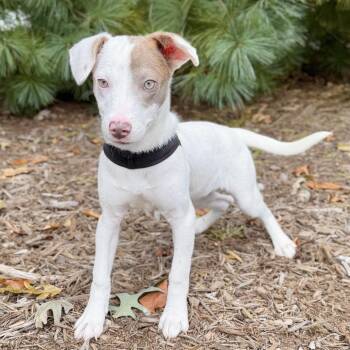 Cotton -  Mixed Breed Dog for Adoption in East Hampton, New York - Cotton | PetCurious