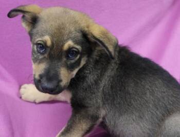 Francis -  German Shepherd Dog Dog for Adoption in Thief River Falls, Minnesota - Francis | PetCurious