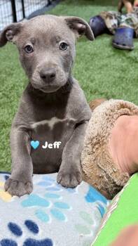 Labrador Retriever and Pit Bull Terrier Dogs Available for Adoption - Jeff | PetCurious