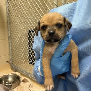 Chai (white collar) -  Mixed Breed Dog for Adoption in Winston-salem, North Carolina - Chai (white Collar) | PetCurious