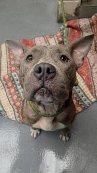 Pit Bull Terrier Dogs Available for Adoption in Indianapolis, Indiana - BROWNIE | PetCurious