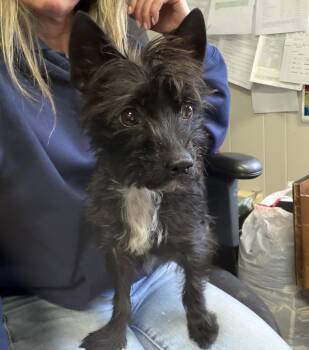 Chihuahua Dogs Available for Adoption - Mickey | PetCurious