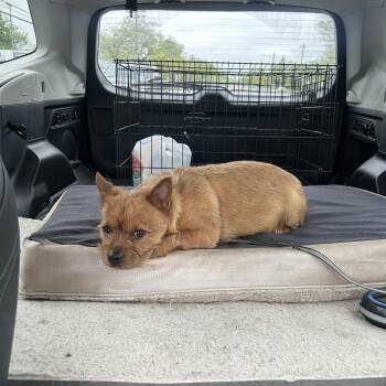 Yorkshire Terrier Dogs Available for Adoption in Caguas, Caguas - Mickey | PetCurious