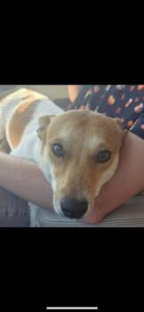 Willy -  Jack Russell Terrier and Australian Cattle Dog Blue Heeler Dog for Adoption in New Haven, Connecticut - Willy | PetCurious