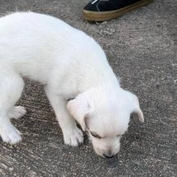 Blizzard -  Chihuahua Dog for Adoption in Liverpool, Texas - Blizzard | PetCurious
