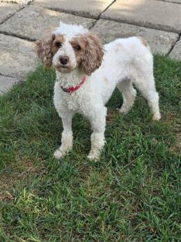 Lola -  Miniature Poodle Dog for Adoption in Orland Park, Illinois - Lola | PetCurious