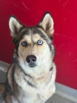 MISKA -  Siberian Husky and Mixed Breed Dog for Adoption in Visalia, California - MISKA | PetCurious