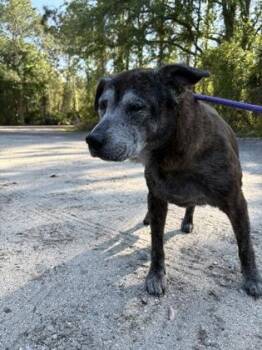 Hound and Mixed Breed Dogs Available for Adoption in Palm Coast, Florida - Sadie | PetCurious