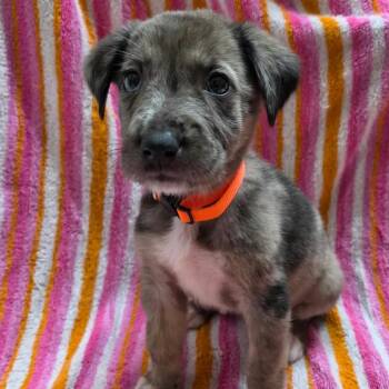 Cinnamon -  Australian Shepherd and Mixed Breed Dog for Adoption in Olathe, Kansas - Cinnamon | PetCurious
