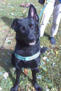 Ren -  German Shepherd Dog Dog for Adoption in Trumbull, Connecticut - Ren | PetCurious