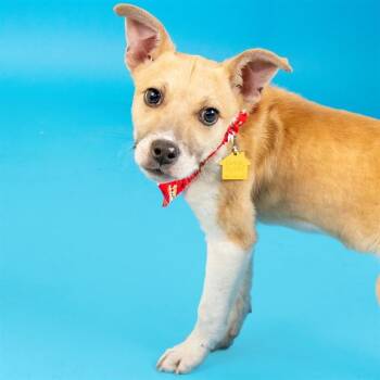 Labrador Retriever and Mixed Breed Dogs Available for Adoption - SALENA | PetCurious