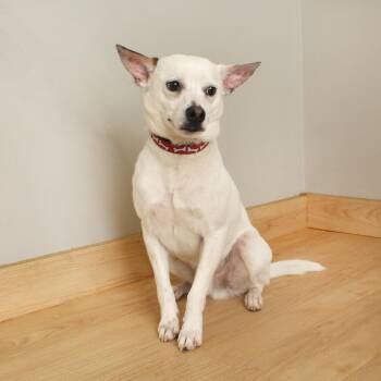 Jack Russell Terrier and Chihuahua Dogs Available for Adoption in Minnetonka, Minnesota - Neuf D67470 (Sponsored) | PetCurious