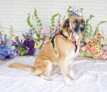 Charmaine -  Anatolian Shepherd and Mixed Breed Dog for Adoption in Morristown, New Jersey - Charmaine | PetCurious
