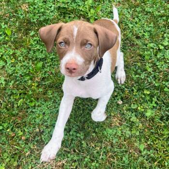 Taro -  Mixed Breed Dog for Adoption in Baldwin, Maryland - Taro | PetCurious