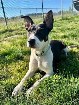 Terrier Dogs Available for Adoption in Salem, Oregon - Cheerio | PetCurious