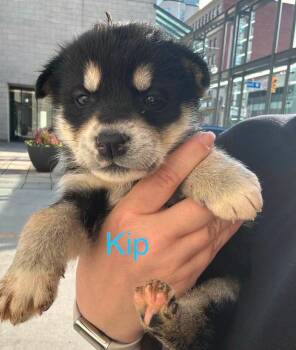 Kip -  Mixed Breed Dog for Adoption in Athens, Ontario - Kip | PetCurious