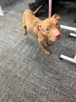 Milo -  Mixed Breed Dog for Adoption in West Chester, Pennsylvania - Milo | PetCurious