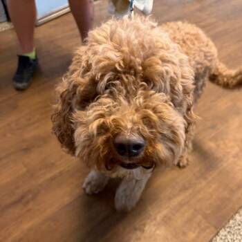 Butterscotch -  Poodle Dog for Adoption in Port Richey, Florida - Butterscotch | PetCurious