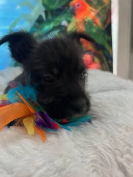 Poke -  Schnauzer and Terrier Dog for Adoption in Milton, Georgia - Poke | PetCurious