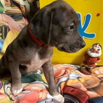 Doc -  Australian Shepherd and Mixed Breed Dog for Adoption in Normal, Illinois - Doc | PetCurious