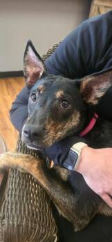 Labrador Retriever Dogs Available for Adoption in Mesa, Arizona - Josie | PetCurious