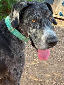 Great Dane Dogs Available for Adoption in Severance, Colorado - Macho | PetCurious