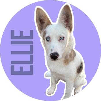 Australian Shepherd Dogs Available for Adoption in Fort Worth, Texas - Ellie | PetCurious