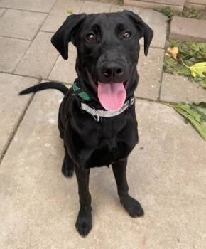 Spooky -  Black Labrador Retriever Dog for Adoption in Los Angeles, California - Spooky | PetCurious