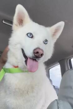 Rescue Husky Dogs for Adoption in Lawrenceville, Georgia - Bella Has Epilepsy | PetCurious