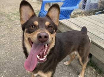 Mixed Breed Dogs Available for Adoption - Barry | PetCurious