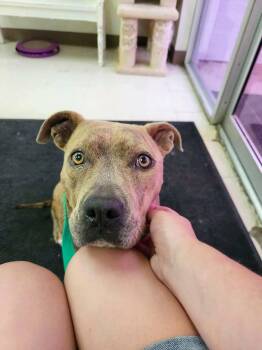 Pit Bull Terrier Dogs Available for Adoption in Eagle, Idaho - Butterfly *Courtesy Post. Out Of Town Pet. See Below For Details | PetCurious