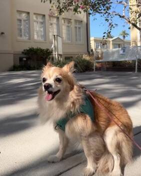 Aston Martin -  Pomeranian and Chihuahua Dog for Adoption in Placentia, California - Aston Martin | PetCurious