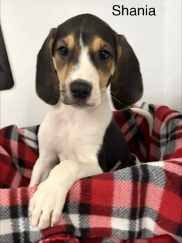 Shania -  Foxhound and Hound Dog for Adoption in Louisa, Virginia - Shania | PetCurious