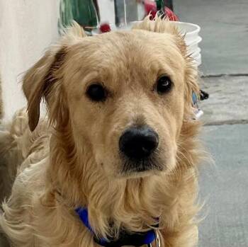 Shawn -  Golden Retriever Dog for Adoption in Los Angeles, California - Shawn | PetCurious