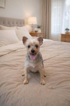 Yorkshire Terrier Dogs Available for Adoption - Maisey | PetCurious