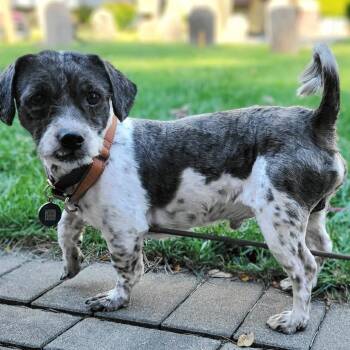 Rescue Shih Tzu Dogs for Adoption in Campton Hills, Illinois - Butterscotch | PetCurious