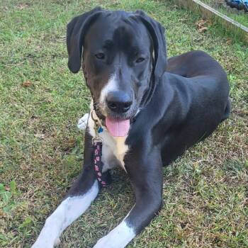 Rescue Mixed Breed and Great Dane Dogs for Adoption in Glen Rock, New Jersey - Marley | PetCurious